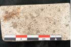 Foto (Detailansicht) von Cinnamomum lanceolatum Unger (NHMW-GEO-2024-0188-8128)